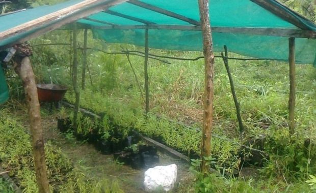 Sandalwood nurseries to improve livelihoods of local Pacific communities managing Important Bird Areas