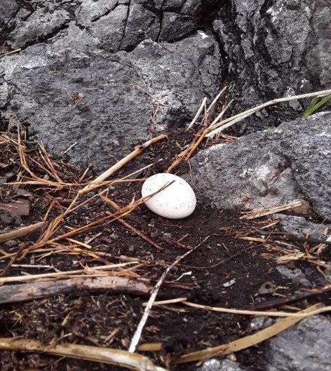 An egg of a seabird on Vatu-i-Ra Island. © Birdlife International